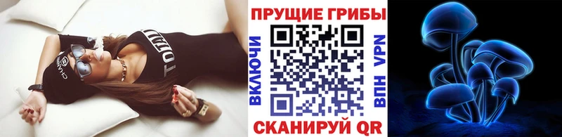 Галлюциногенные грибы Psilocybe  даркнет сайт  Няндома 